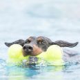 KONG Airdog Squeaker Bone Sipolós Csont Kutyajáték M