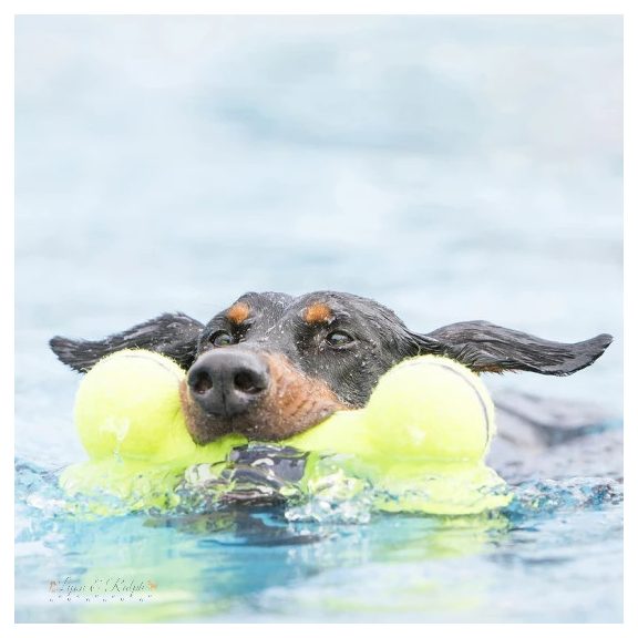 KONG Airdog Squeaker Bone Sipolós Csont Kutyajáték M