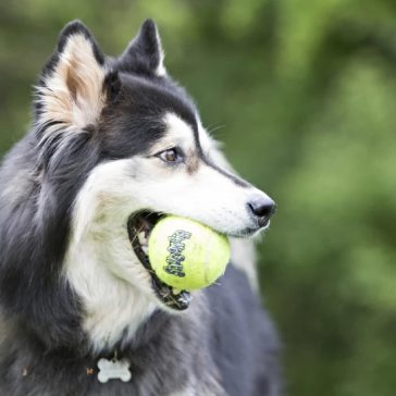 KONG SqueakAir Balls Teniszladba Kutyajáték 3 db S