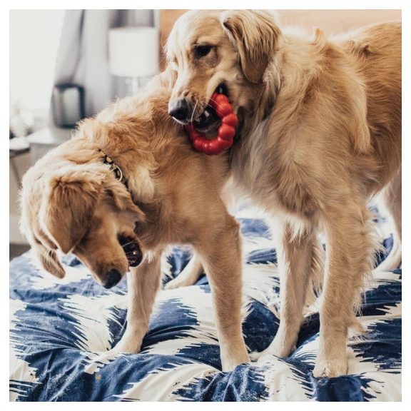 KONG Gyűrű Kutyajáték S/M