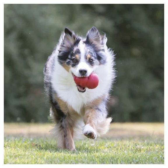 KONG Classic Kutyajáték XL