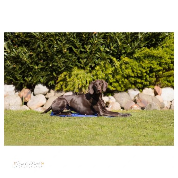 Trixie Hűtő Matrac 90*50cm Kék