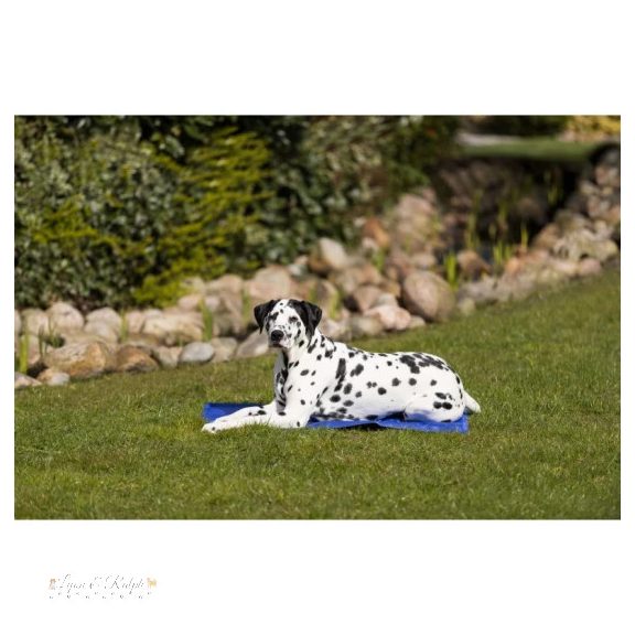 Trixie Hűtő Matrac 90*50cm Kék