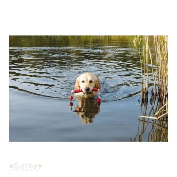 Trixie Játék Dog Activity Apportrúd Kötéllel 20cm/42cm