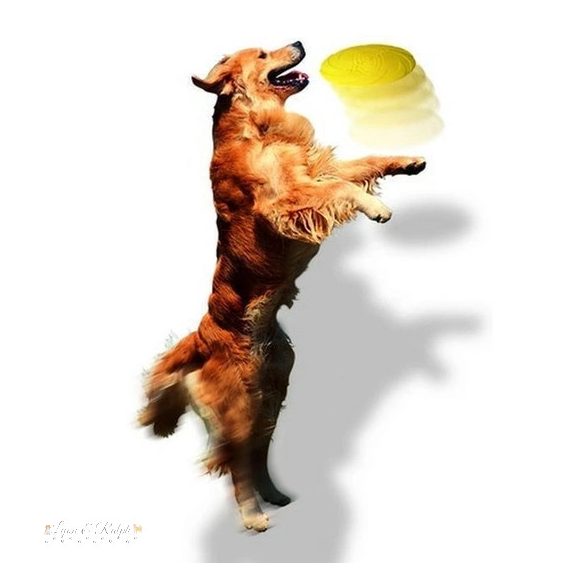 Trixie Játék Gumi Dog Disc Úszó