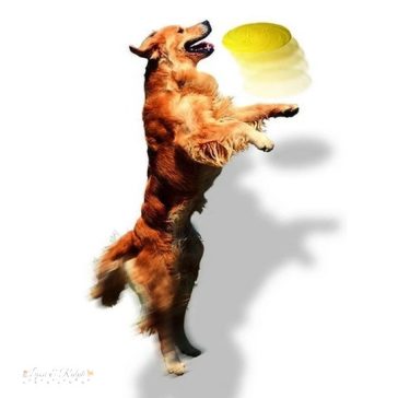 Trixie Játék Gumi Dog Disc Úszó