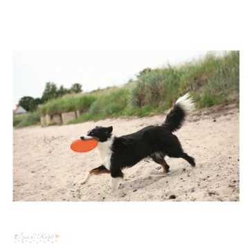 Trixie Játék Dog Disc Hőre Lágyuló