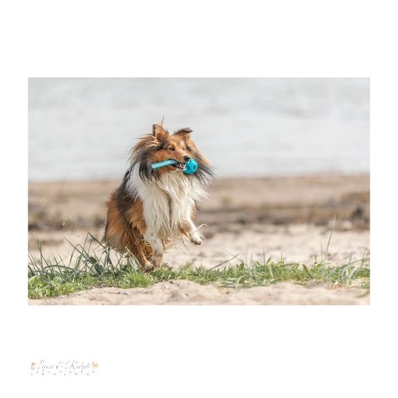 Trixie Játék Méhsejt labda kötéllel, TPR/poliészter/gumi, o 6 × 23 cm