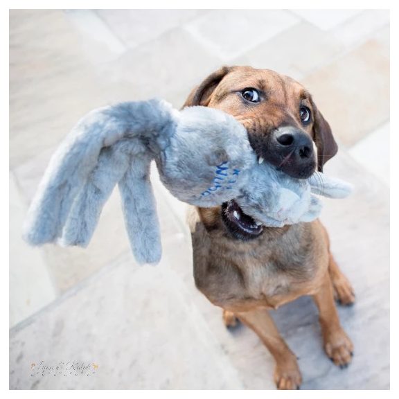 KONG Wubba Friends Kutyajáték L