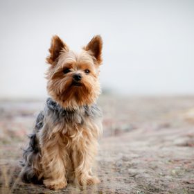 Yorkshire terrier