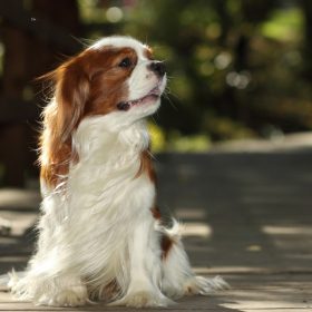 Cavalier King Charles Spaniel