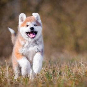 Akita Inu