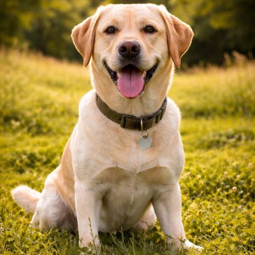Labrador retriever