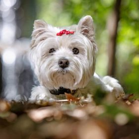 Westie - Highland white terrier 