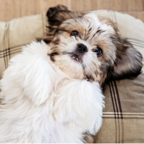 Shih Tzu