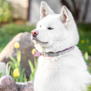 Akita Inu, Az Erő és Hűség Szimbóluma