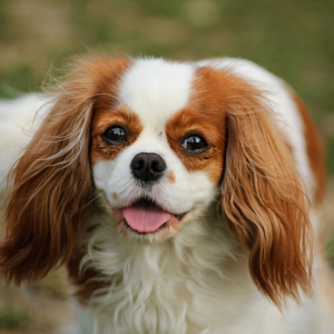 Cavalier King Charles Spániel- királyi vér a kanapén