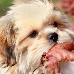 Shih Tzu - Kicsi kutya, nagy szeretet 